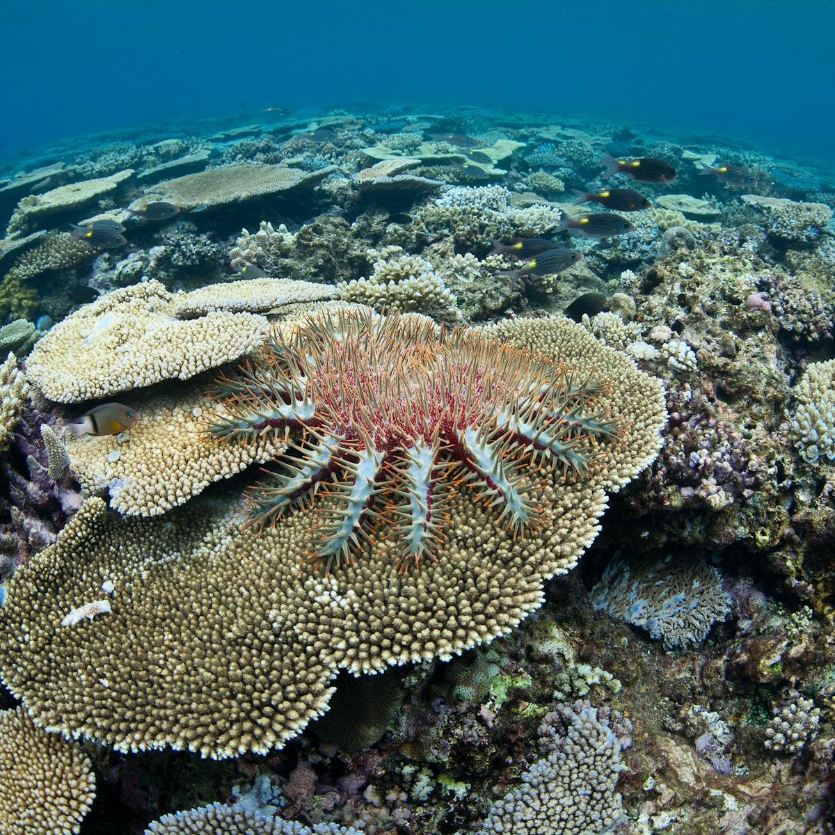 picture Cyclone Yasi Great Barrier Reef halt pollution on the great barrier reef