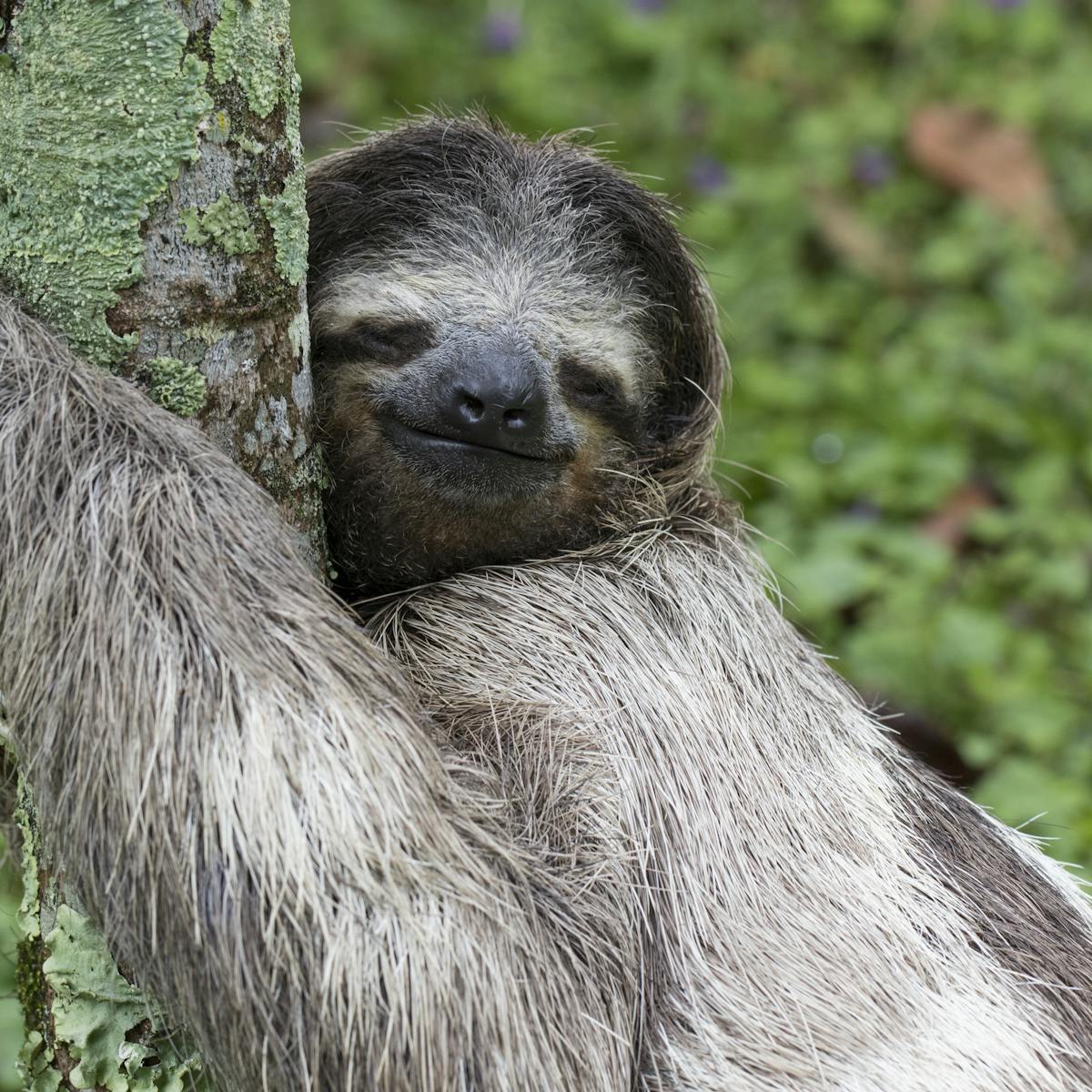 Why everyone should embrace their inner sloth