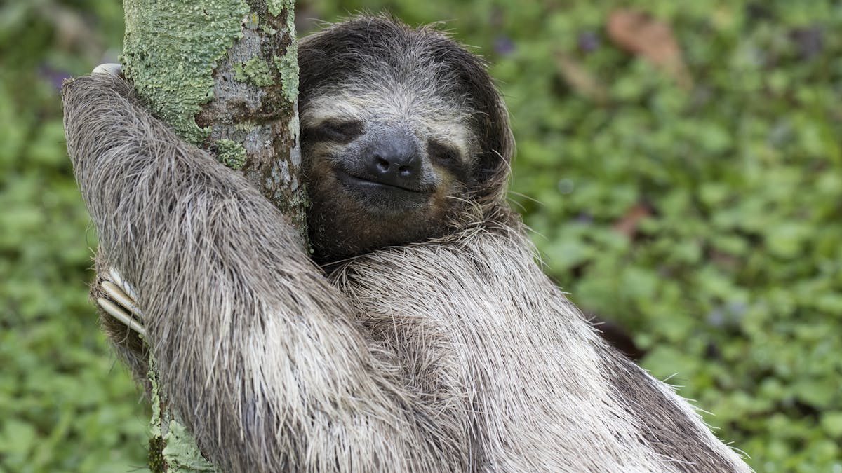 Why everyone should embrace their inner sloth