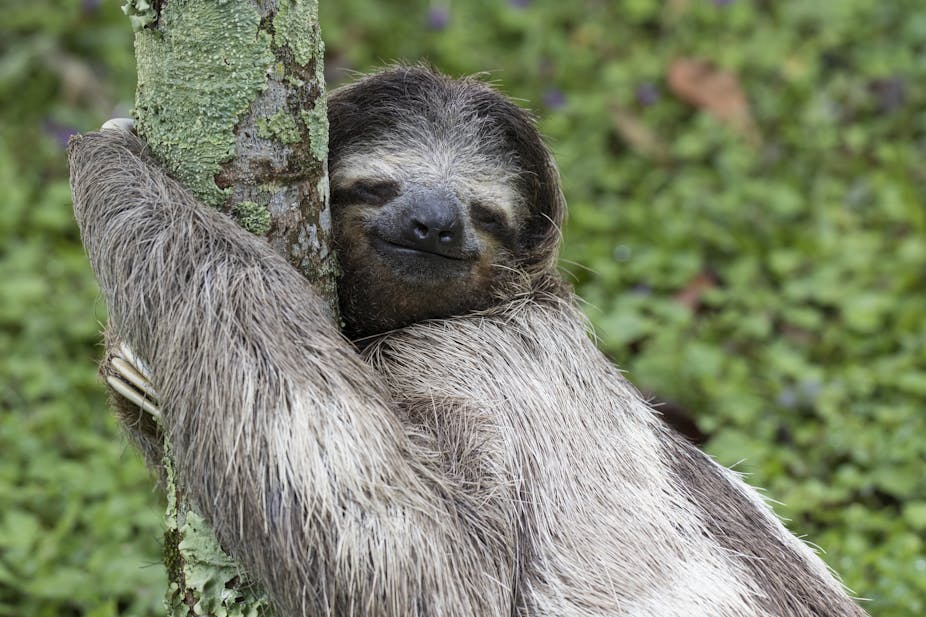 Why everyone should embrace their inner sloth