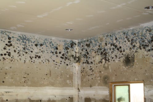health check: how does household mould affect your health?