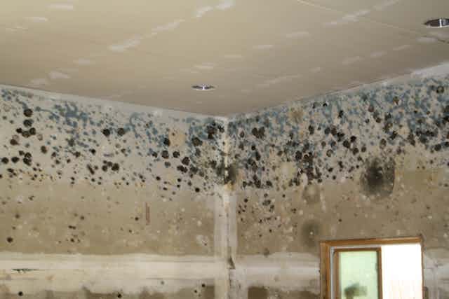 Health Check How Does Household Mould Affect Your - How To Remove Black Mould From Painted Wallpaper
