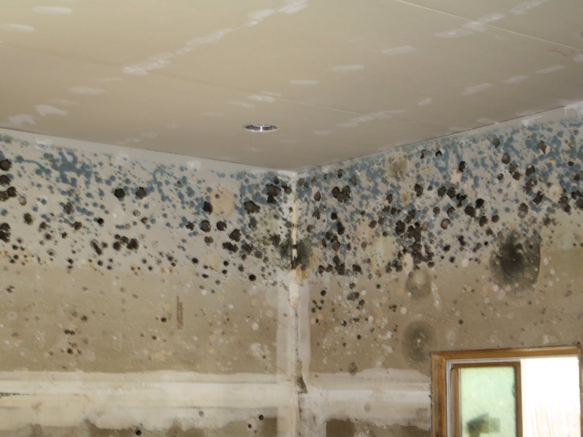 Have You Seen Damage The Ceiling Of Your Home?