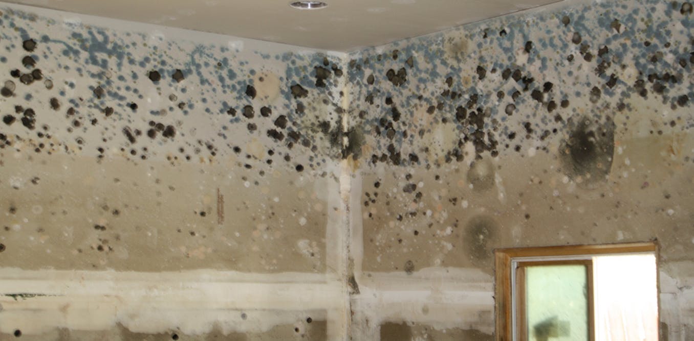 Household Mould Affect Your Health