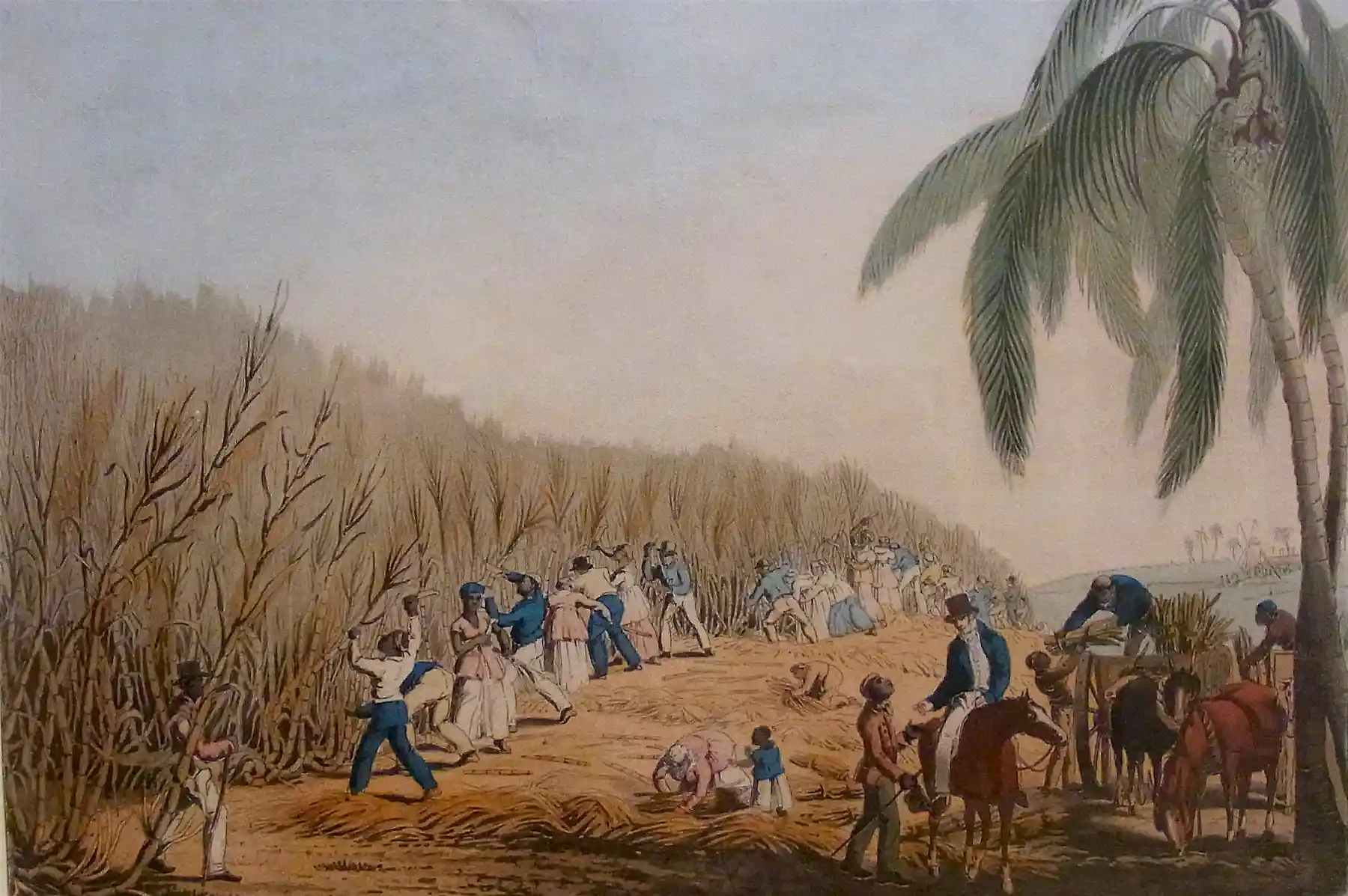 A History Of Sugar The Food Nobody Needs But Everyone Craves a-history-of-sugar-the-food-nobody-needs-but-everyone-craves